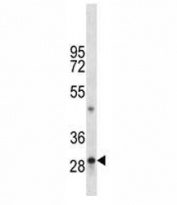 TPSAB1 antibody western blot analysis in mouse liver tissue lysate.