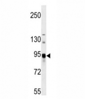 ASAH2 antibody western blot analysis in mouse bladder tissue lysate