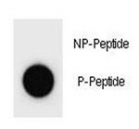 Dot blot analysis of phospho-p21 antibody. 50ng of phos-peptide or nonphos-peptide per dot were spotted.