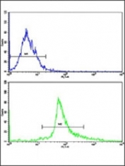 Flow cytometric analysis of HepG2 cells using Bax antibody (green) compared to a negative control cell (blue). FITC-conjugated goat-anti-rabbit secondary Ab was used for the analysis.