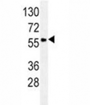 GCET1/SERPINA9 antibody western blot analysis in Ramos lysate.
