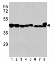 Western blot analysis of b-Actin antibody in 1) human K562, 2) human HL-60, 3) human HeLa cell line, and mouse tissues 4) spleen, 5) liver, 6) mouse NIH3T3 cell lysate, 7) mouse cerebellum and 8) mouse brain tissue lysate. Predicted molecular weight ~42 kDa.