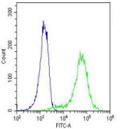 Flow cytometry testing of human HeLa cells with b-Actin antibody; Blue=isotype control, Green= b-Actin antibody.