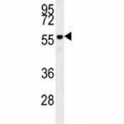 Anti-AKT2 antibody western blot analysis in mouse brain tissue lysate. Predicted molecular weight: ~56kDa.