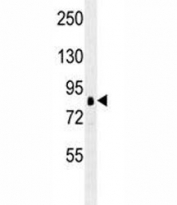 RPS6KA1 antibody western blot analysis in K562 lysate. Predicted molecular weight: 83~90 kDa.