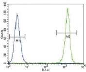 Skeletal muscle Actin antibody flow cytometric analysis of A549 cells (green) compared to a negative control (blue). FITC-conjugated goat-anti-rabbit secondary Ab was used for the analysis.