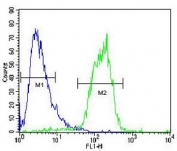 ACOT11 antibody flow cytometric analysis of human HepG2 cells (right histogram) compared to a <a href=../search_result.php?search_txt=n1001>negative control</a> (left histogram). FITC-conjugated goat-anti-rabbit secondary Ab was used for the analysis.