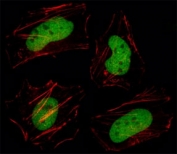 Fluorescent image of HeLa cell stained with HDAC1 antibody at 1:25. Immunoreactivity is localized to the nucleus.