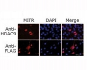 Immunofluorescence staining of MITR (HDAC9) for a compartmentalization study in undifferentiated transfected C2C12 myoblasts. Data courtesy of laboratory of Dr. Eileen Friedman. Dept of Pathology, Upstate Medical University, State University of New York.