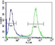 CAD antibody flow cytometric analysis of Jurkat cells (green) compared to a <a href=../search_result.php?search_txt=n1001>negative control</a> (blue). FITC-conjugated donkey-anti-rabbit secondary Ab was used for the analysis.