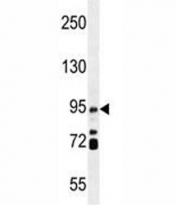IFT88 antibody western blot analysis in mouse testis tissue lysate. Predicted molecular weight ~94 kDa.