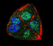 Confocal immunofluorescent analysis of IFT88 antibody with HepG2 cells followed by Alexa Fluor 488-conjugated goat anti-rabbit lgG (green). Actin filaments have been labeled with Alexa Fluor555 Phalloidin (red). DAPI was used as a nuclear counterstain (blue).