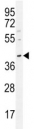 Oct3/4 antibody western blot analysis in MDA-MB231 lysate.  Predicted molecular weight ~38/30kDa (isoform A/B).