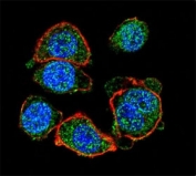 Confocal immunofluorescent analysis of MITF antibody with HeLa cells followed by Alexa Fluor 488-conjugated goat anti-rabbit lgG (green). Actin filaments have been labeled with Alexa Fluor 555 Phalloidin (red). DAPI was used as a nuclear counterstain (blue).