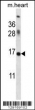 ID1 antibody western blot analysis in mouse heart tissue lysate