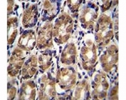 Axin-1 antibody immunohistochemistry analysis in formalin fixed and paraffin embedded human stomach tissue