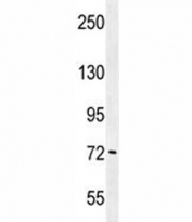 PAK6 antibody western blot analysis in K562 lysate.
