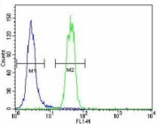 SUMO1 antibody flow cytometric analysis of HeLa cells (green) compared to a <a href=../search_result.php?search_txt=n1001>negative control</a> (blue).