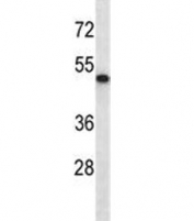 ABI2 antibody western blot analysis in mouse heart tissue lysate. Predicted molecular weight ~55 kDa.
