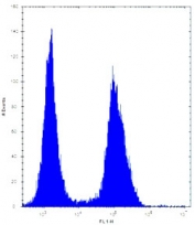ASS1 antibody flow cytometric analysis of Jurkat cells (right histogram) compared to a negative control (left histogram). FITC-conjugated donkey-anti-rabbit secondary Ab was used for the analysis.