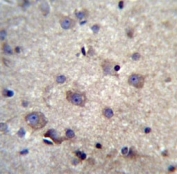 HBQ1 antibody immunohistochemistry analysis in formalin fixed and paraffin embedded human brain tissue.