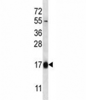 HBQ1 antibody western blot analysis in 293 lysate.