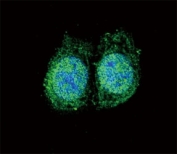 Confocal immunofluorescent analysis of Bcl-2 antibody with HeLa cells followed by Alexa Fluor 488-conjugated goat anti-rabbit lgG (green). DAPI was used as a nuclear counterstain (blue).
