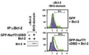 (Left) HEK293 cells transfected with a plasmid coding for a DNA-binding domain-deleted construct of Nur77 (GFP-Nur77/dDBD) by using NSJ# F42666 Bcl-2 antibody for IP and a different Bcl-2 antibody for WB. (Right) FACS testing of same transfected cells with NSJ# F42666.