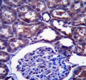 NPC1 antibody immunohistochemistry analysis in formalin fixed and paraffin embedded human kidney tissue.