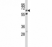 ALP antibody western blot analysis in HeLa lysate