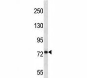 Anti-APP antibody western blot analysis in 293 lysate. Predicted molecular weight ~79kDa.