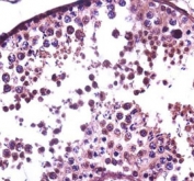 SUMO-1 antibody immunohistochemistry analysis in formalin fixed and paraffin embedded human testis tissue.