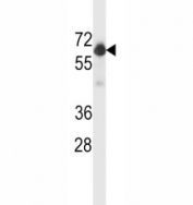 BECN1 antibody western blot analysis in WiDr lysate