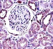 BMP7 antibody immunohistochemistry analysis in formalin fixed and paraffin embedded human kidney tissue.