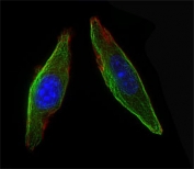 Immunofluorescent staining of PFA-fixed mouse NIH-3T3 cells with Csf1r antibody (green), Phalloidin (red) and DAPI nuclear stain (blue).