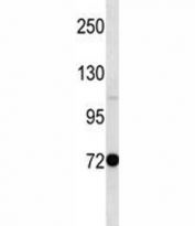 Pak7 antibody western blot analysis in mouse stomach tissue lysate
