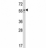 BECN antibody western blot analysis in Jurkat lysate