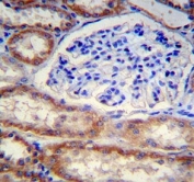 FOXO3 antibody immunohistochemistry analysis in formalin fixed and paraffin embedded human kidney tissue.