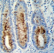 Anti-Myeloperoxidase antibody immunohistochemistry analysis in formalin fixed and paraffin embedded human colon tissue.