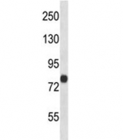 FACL4 antibody western blot analysis in human 293 lysate. Predicted molecular weight ~80 kDa (long form).