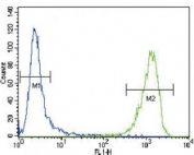 Alpha Actin antibody flow cytometric analysis of CEM cells (green) compared to a negative control (blue).