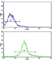 Flow cytometric analysis of HeLa cells using NANOG antibody (bottom histogram) compared to a negative control (top histogram). FITC-conjugated goat-anti-rabbit secondary Ab was used for the analysis.