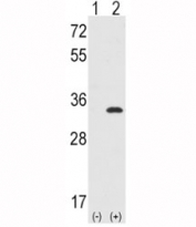 Western blot analysis of CDC2 antibody and 293 cell lysate either nontransfected (Lane 1) or transiently transfected with the CDC2 gene (2).