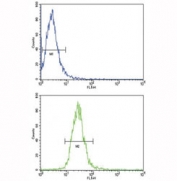 Flow cytometric analysis of NCI-H460 cells using TLR6 antibody (bottom histogram) compared to a negative control (top histogram). FITC-conjugated goat-anti-rabbit secondary Ab was used for the analysis.