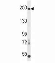 L1CAM antibody western blot analysis in mouse cerebellum tissue lysate. Expected molecular weight of glycosylated protein is 200-240 kDa.
