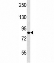 MCM7 antibody western blot analysis in Jurkat lysate.