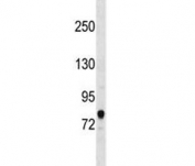 ACSL3 antibody western blot analysis in human 293 lysate. Predicted molecular weight ~80 kDa.