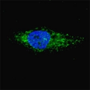 Fluorescent image of Chloroquine treated U251 cells (50 uM, 16h) stained with LC3A antibody. Immunoreactivity is localized to autophagic vacuoles in the cytoplasm of U251 cells.