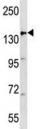 APC antibody western blot analysis in mouse heart tissue lysate