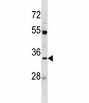 AQP3 antibody western blot analysis in MDA-MB453 lysate